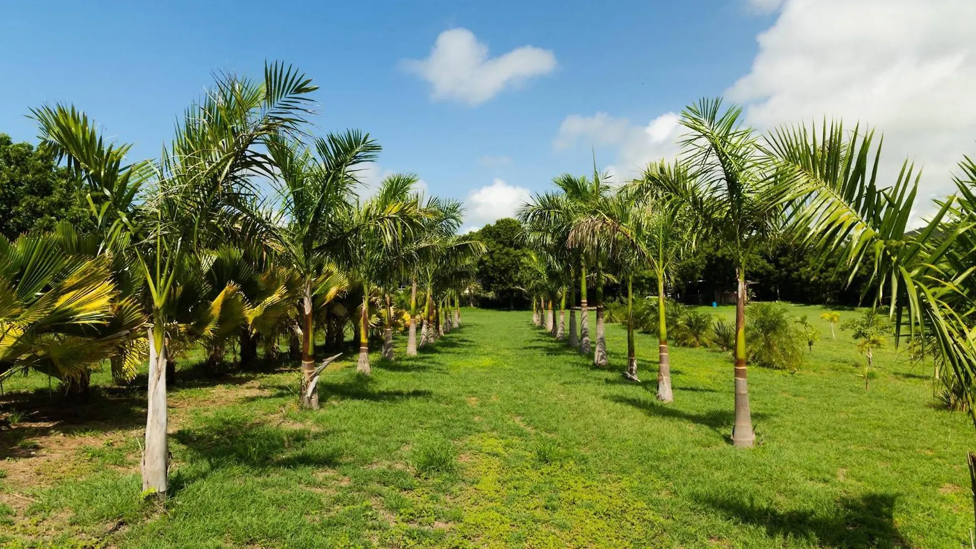 Pitahaya Retreat - Cozy Glamping Escape Villa Cabo Rojo 0*,