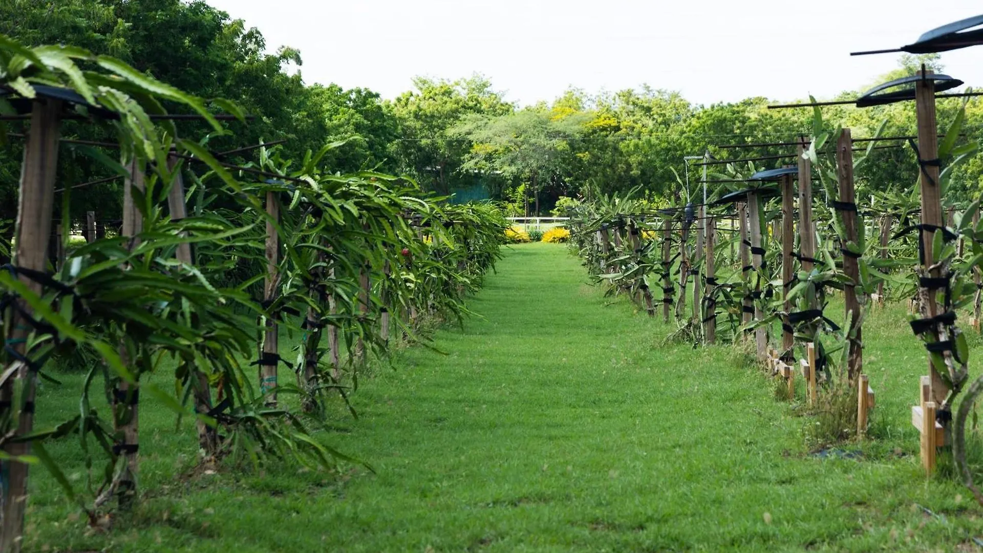 Pitahaya Retreat - Cozy Glamping Escape Villa Cabo Rojo Puerto Rico